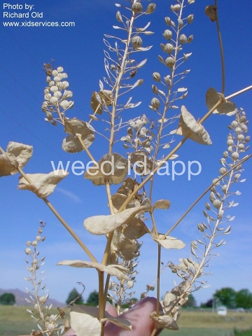pepperweed, clasping